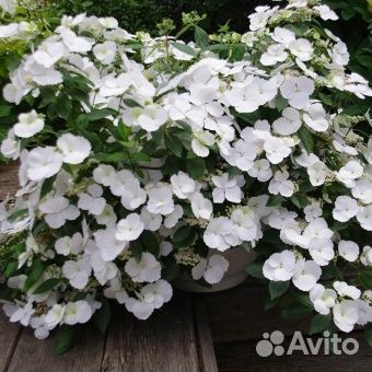 Гортензии крупнолистная