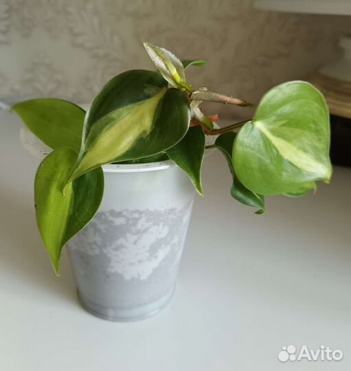 Филодендрон бразил#комнатные растения