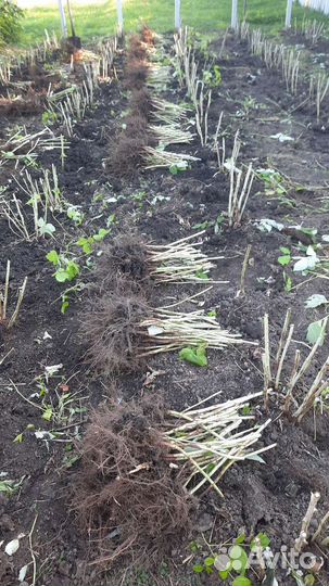 Ремонтантная полька