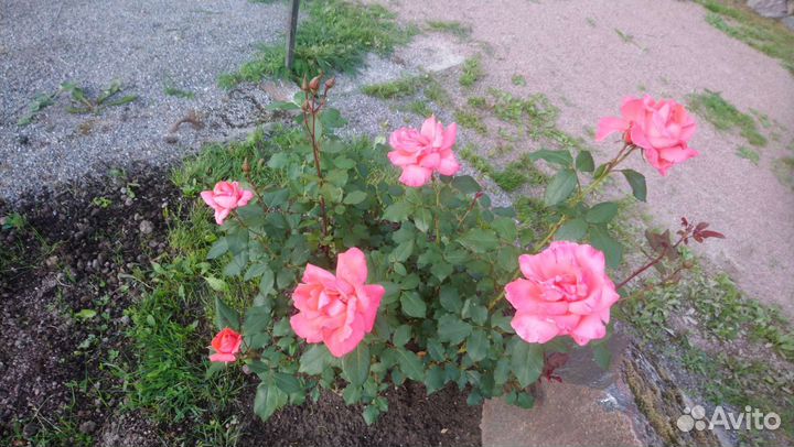 Кусты роз