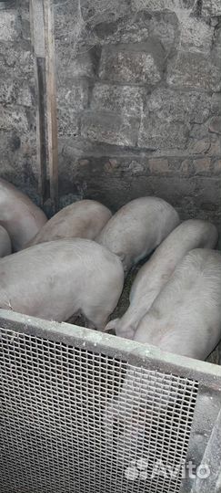 Продам поросят
