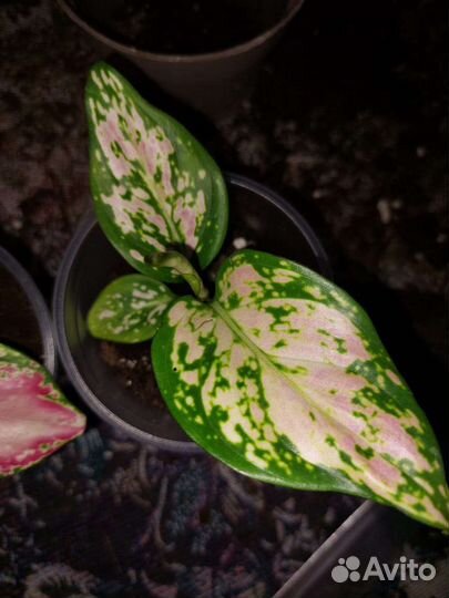 Аглаонема рози, аглаонема