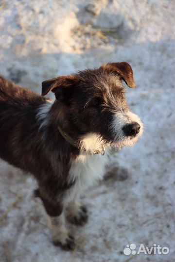 Собаки бесплатно