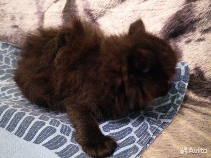 Черный котенок девочка два месяца