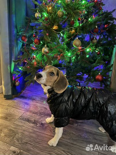 Комбинезон зимний для собак