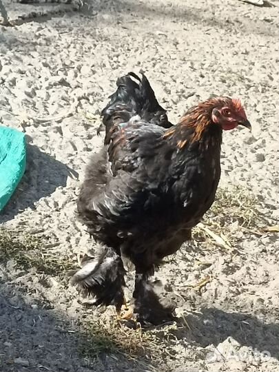 Петух и куры