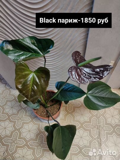 Антуриумы, гиппеаструм, Замиокулькас, спатифиллум