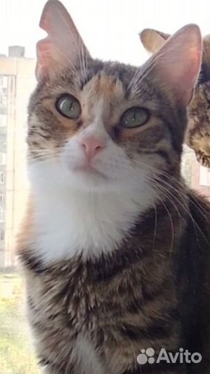 Кошечка в самые заботливые, надежные руки