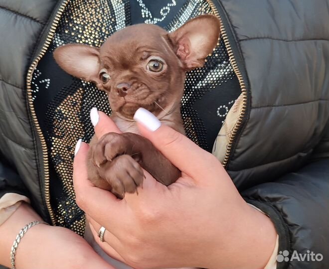 Девочки шоколадки