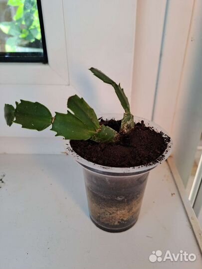 Цветок декабрист белый