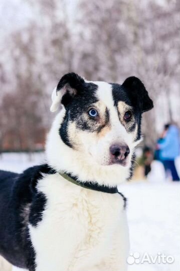 Собака бесплатно в хорошую семью