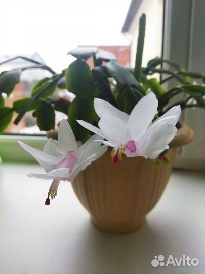 Декабрист шлюмбергера