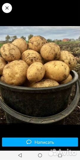Продам картофель