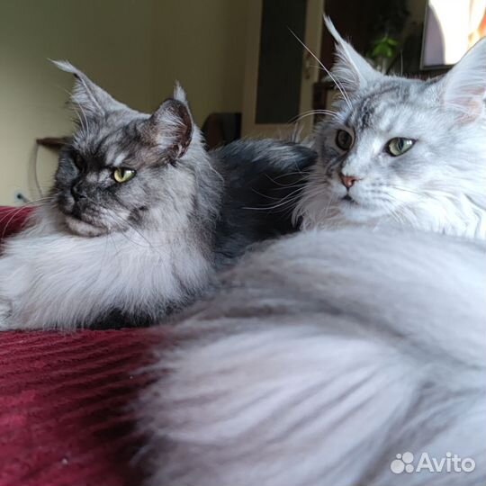 Мейн-кун котик