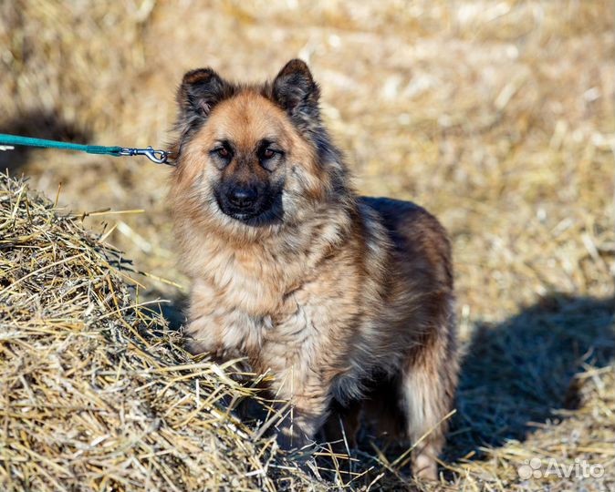 Собака Сахалин