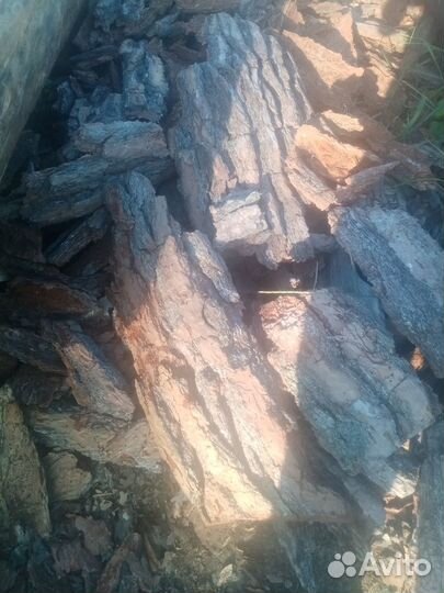 Растения кора сосны