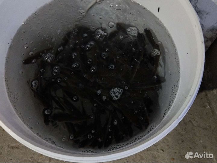 Живец для рыбалки