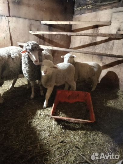 Овцы бараны ягнята