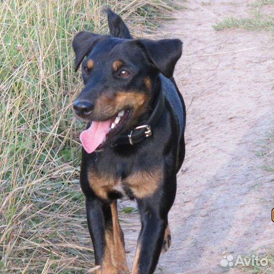 Щенки ягтерьера