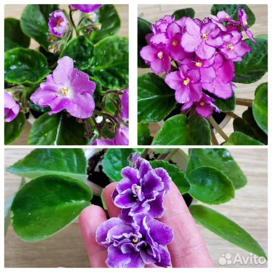 Фиалки разных сортов