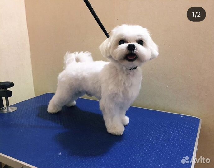 Стрижка собак и кошек