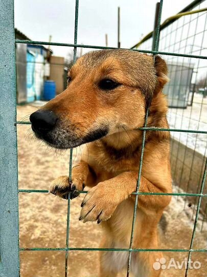 Собака в добрые руки из приюта бесплатно