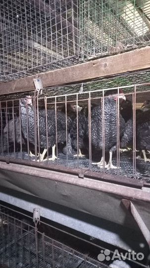 Куры, курочка молодка