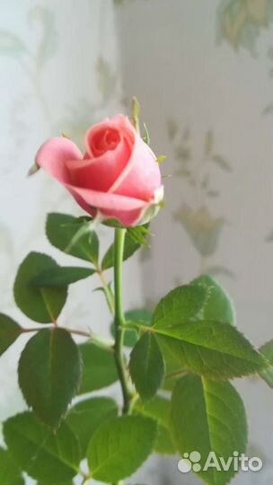 Роза, чудесный аромат