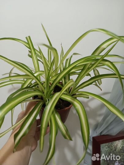 Хлорофитум хохлатый