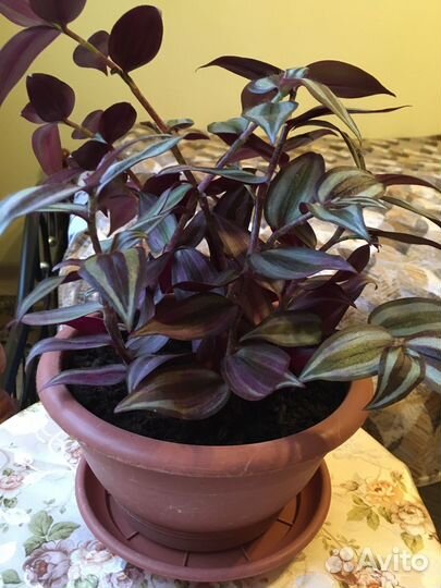 Комнатные цветы -Традесканция красная