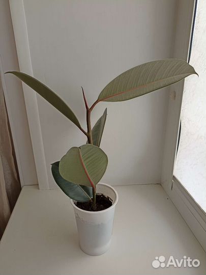 Фикус каучуконосный эластика