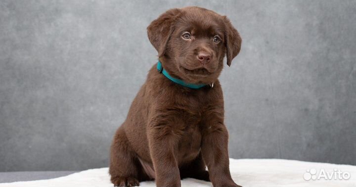 Щенки лабрадора