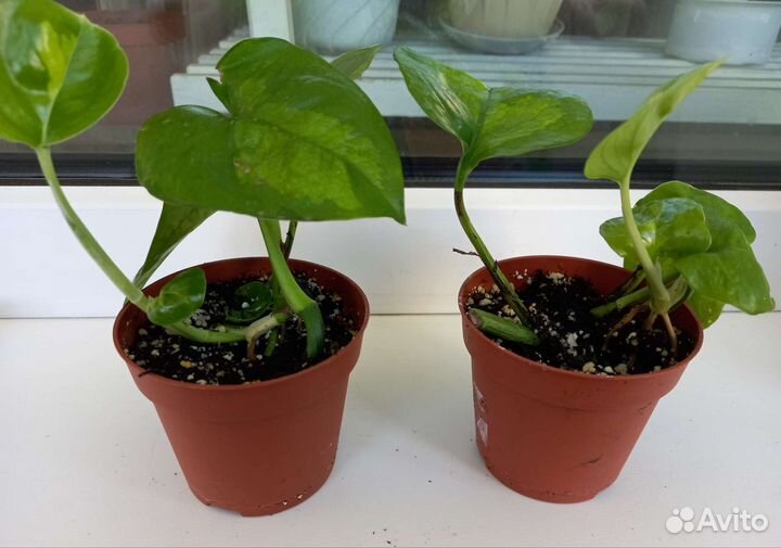 Эпипремнум Глобал Грин