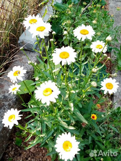 Ромашка садовая