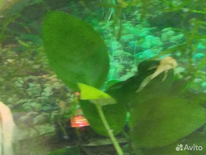 Анцитрусы вуалевые