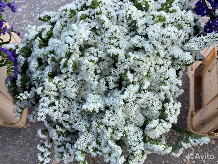 Статица сухоцвет