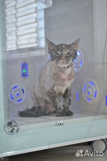 Стрижка собак и кошек