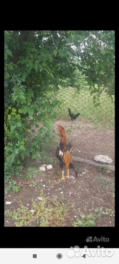 Бойцовые петухи и цыплята