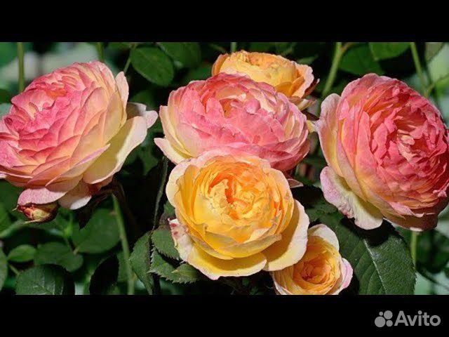 Роза Розоман Жанон