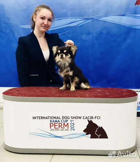 Вязка с Чемпионом, д/ш