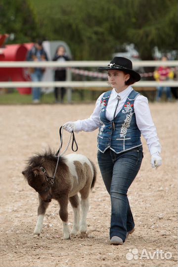 Тинкеры, мини-пони Уроки верховой езды Фотосессии