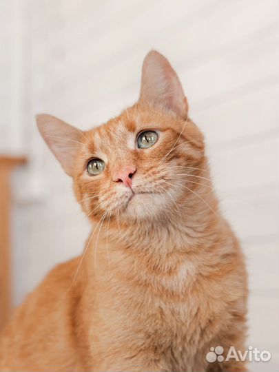 Рыжий кот в добрые руки