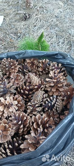 Шишки сосновые