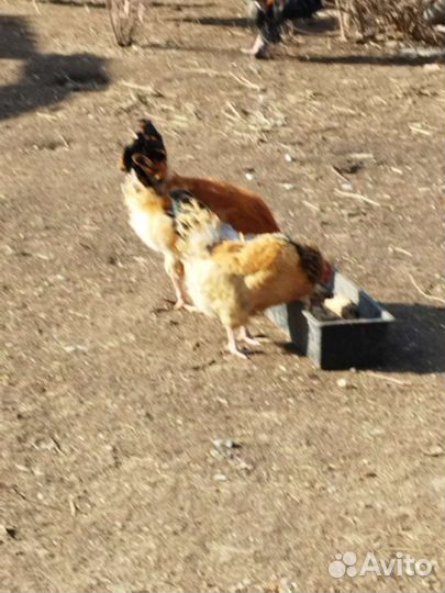 Петухи на племя или мясо