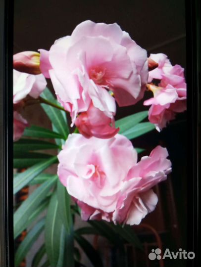 Олеандр розовый махровый