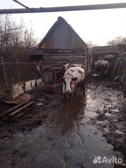 Продам корову и телочку