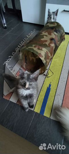 Котята Мейн-кун