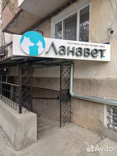 Стерилизация кошек и кастрация котов