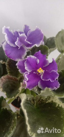 Фиалки сортовые