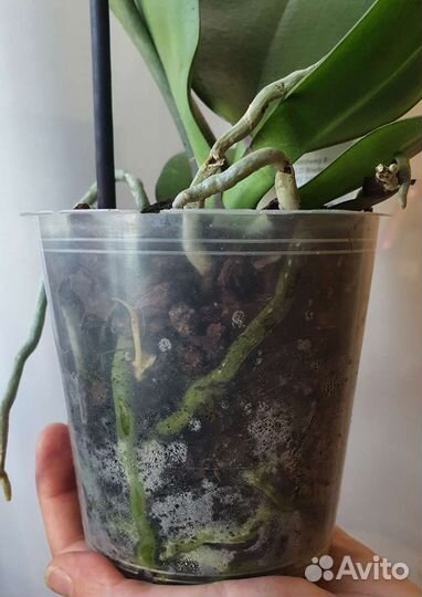 Сортовая орхидея Frontera